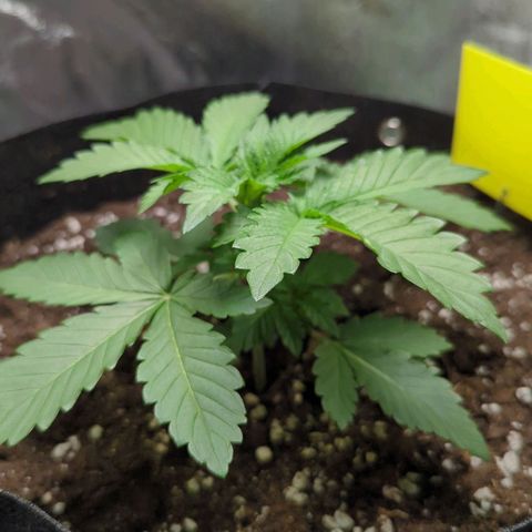 Skunky  growlog timeline photo
