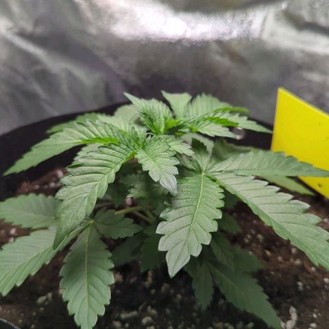 Skunky  growlog timeline photo