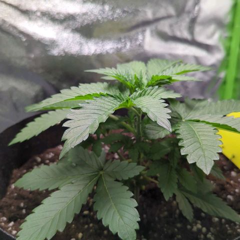 Skunky  growlog timeline photo