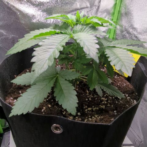 Skunky  growlog timeline photo
