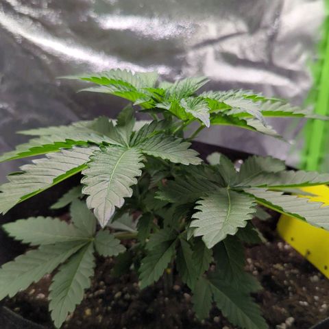 Skunky  growlog timeline photo