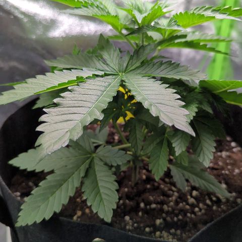 Skunky  growlog timeline photo