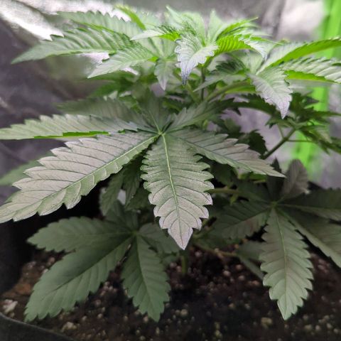 Skunky  growlog timeline photo