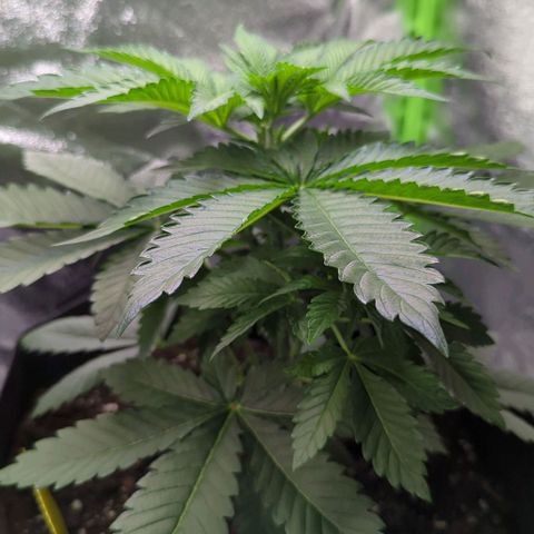 Skunky  growlog timeline photo