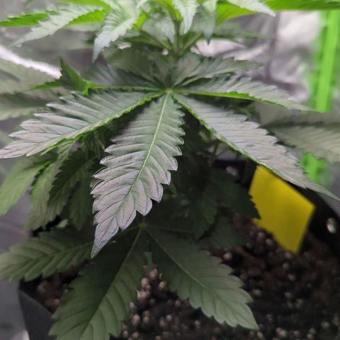 Skunky  growlog timeline photo