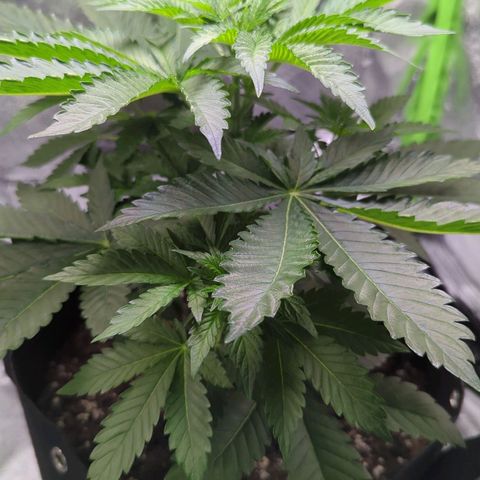 Skunky  growlog timeline photo