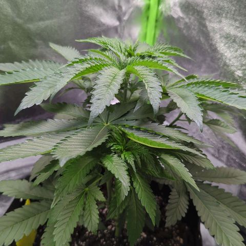 Skunky  growlog timeline photo