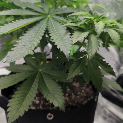 Skunky  growlog timeline photo