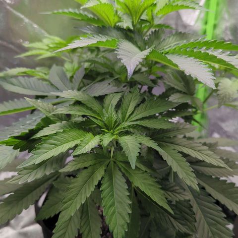 Skunky  growlog timeline photo