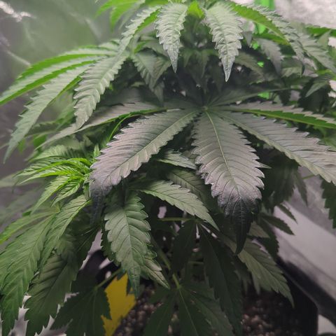 Skunky  growlog timeline photo