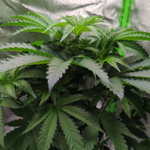 Skunky  growlog timeline photo