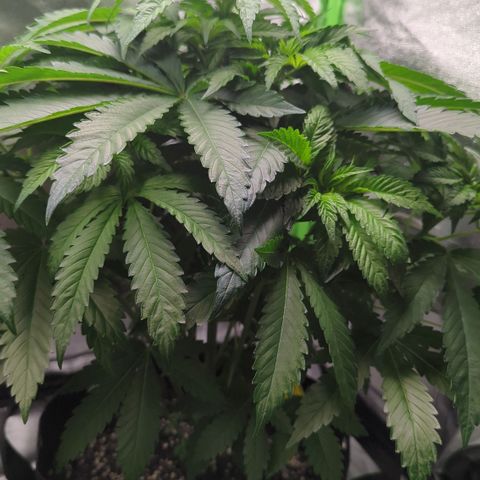 Skunky  growlog timeline photo