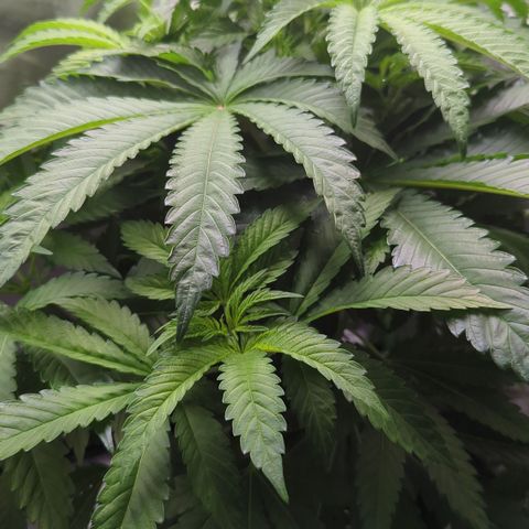 Skunky  growlog timeline photo