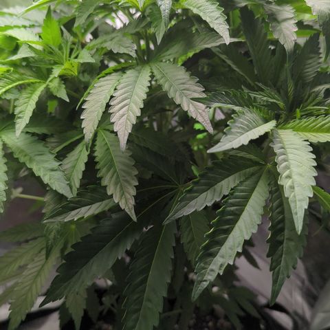 Skunky  growlog timeline photo