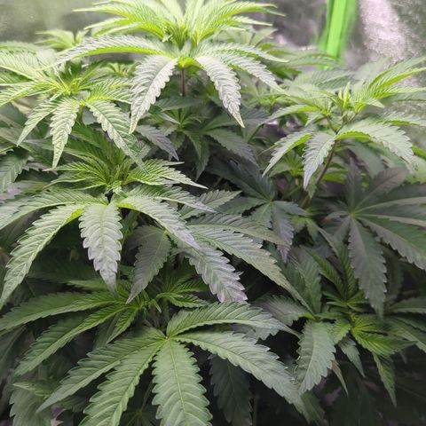 Skunky  growlog timeline photo