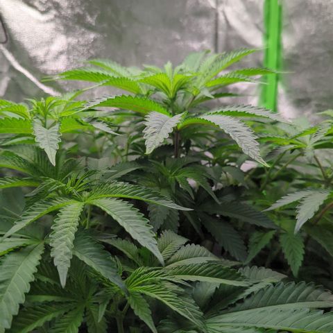 Skunky  growlog timeline photo