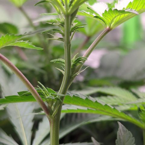 Skunky  growlog timeline photo
