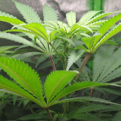 Skunky  growlog timeline photo