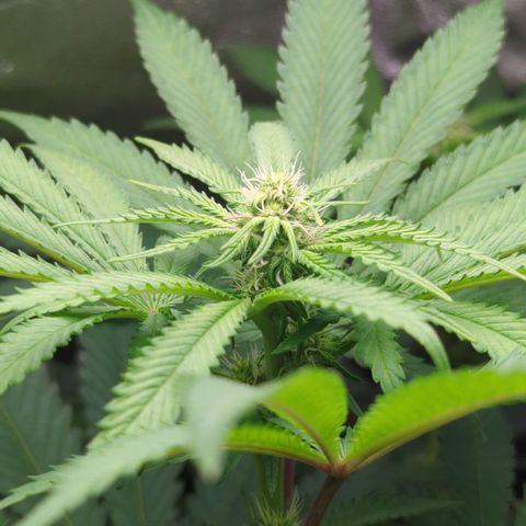 Skunky  growlog timeline photo