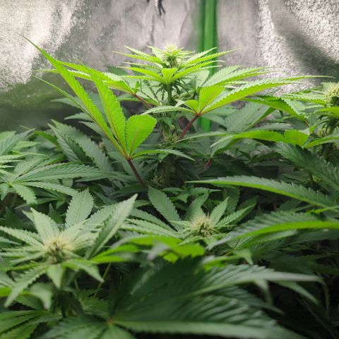 Skunky  growlog timeline photo