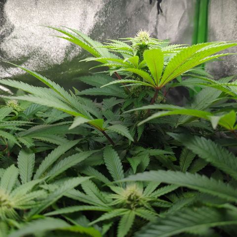 Skunky  growlog timeline photo
