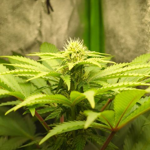 Skunky  growlog timeline photo