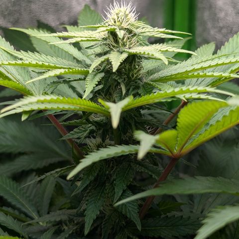 Skunky  growlog timeline photo