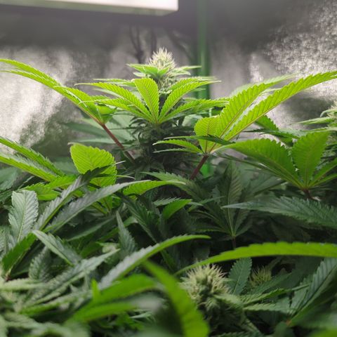 Skunky  growlog timeline photo