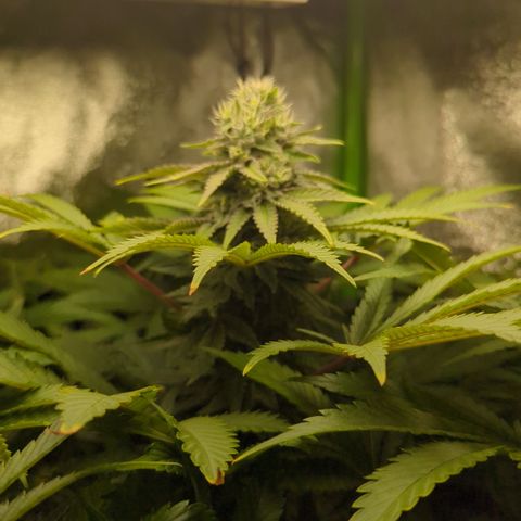 Skunky  growlog timeline photo