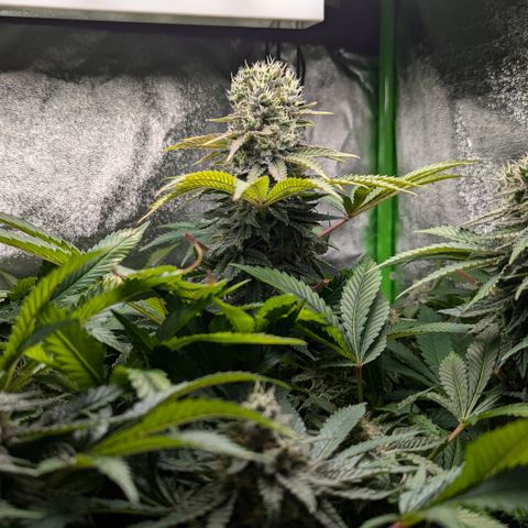 Skunky  growlog timeline photo