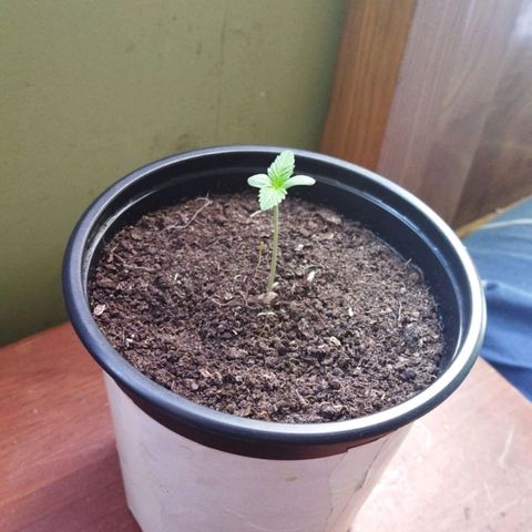 Zombie kush growlog timeline photo
