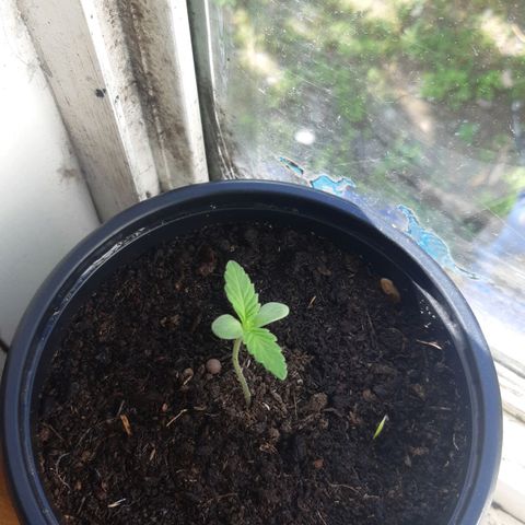 Zombie kush growlog timeline photo