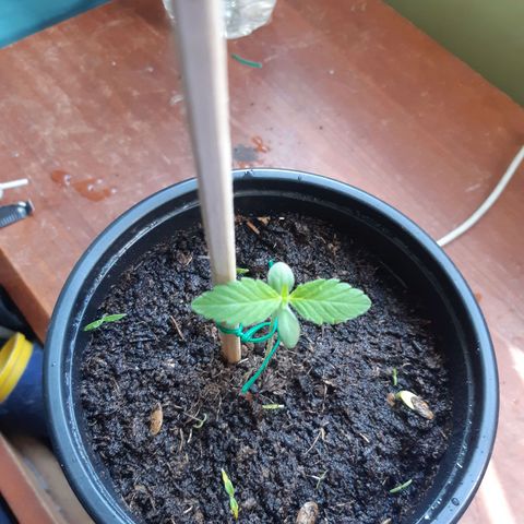 Zombie kush growlog timeline photo