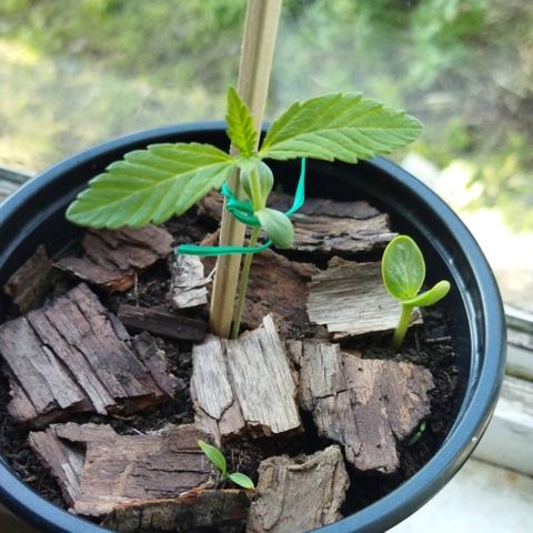 Zombie kush growlog timeline photo