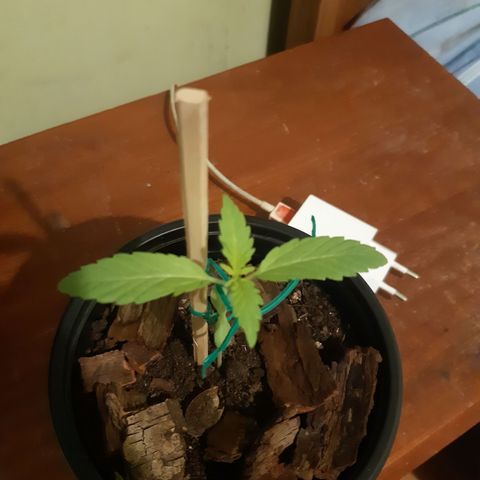 Zombie kush growlog timeline photo