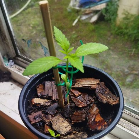 Zombie kush growlog timeline photo