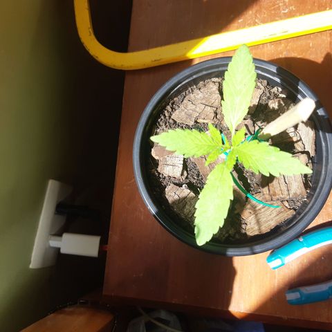 Zombie kush growlog timeline photo