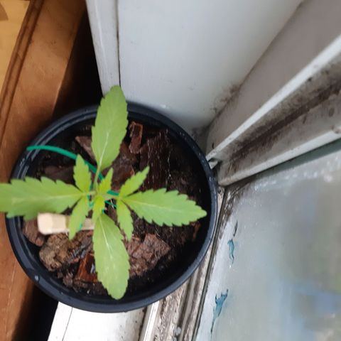 Zombie kush growlog timeline photo