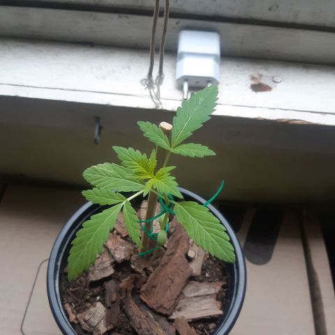 Zombie kush growlog timeline photo