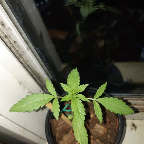 Zombie kush growlog timeline photo