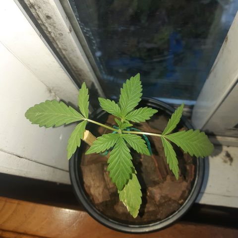 Zombie kush growlog timeline photo