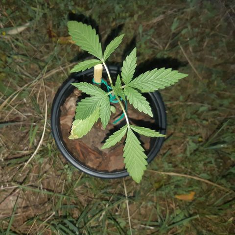 Zombie kush growlog timeline photo