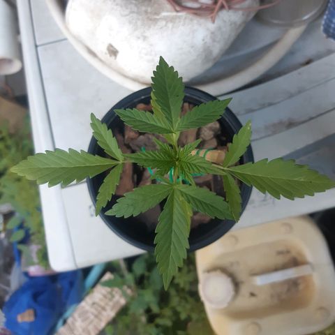 Zombie kush growlog timeline photo
