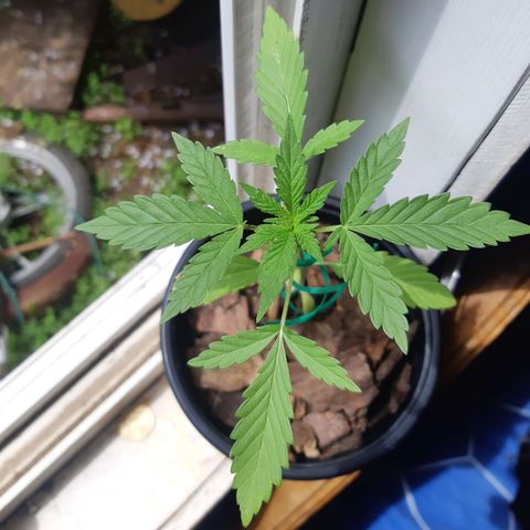 Zombie kush growlog timeline photo