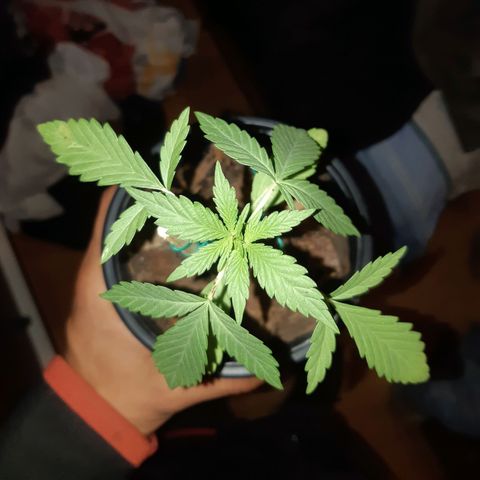Zombie kush growlog timeline photo