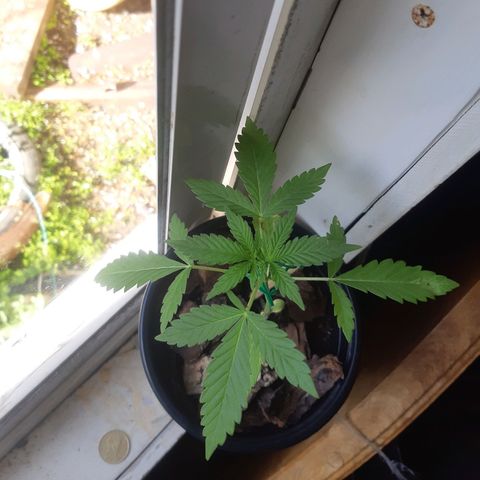 Zombie kush growlog timeline photo