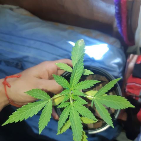 Zombie kush growlog photo: Primera ferti