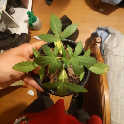 Zombie kush growlog timeline photo