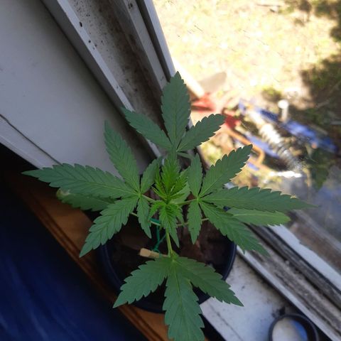 Zombie kush growlog timeline photo
