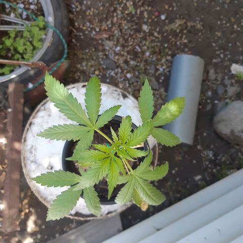 Zombie kush growlog timeline photo